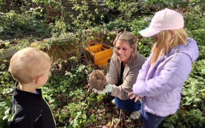 Acht Igel finden in Wilkenroth ein neues Zuhause